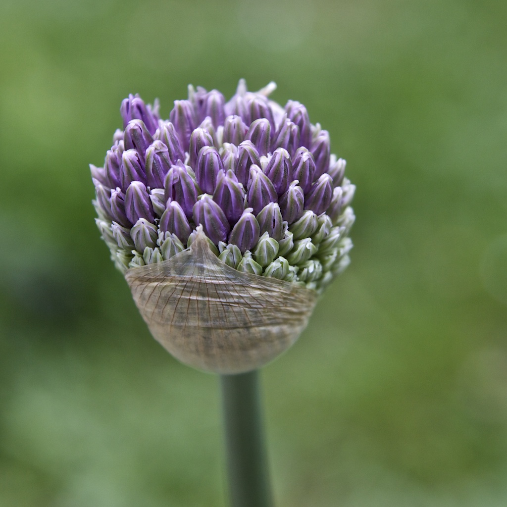 Allium